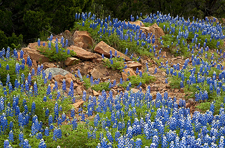 Bluebonnets and Boulders, Hill Country, TX